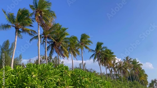 Wallpaper Mural Maldives tropical palm forest on blue sky background  Torontodigital.ca