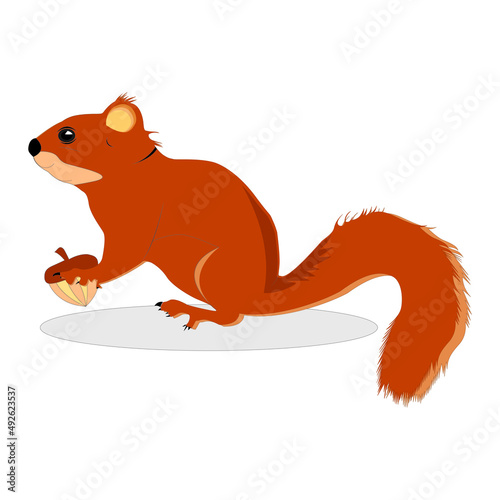 squirrel vector animal