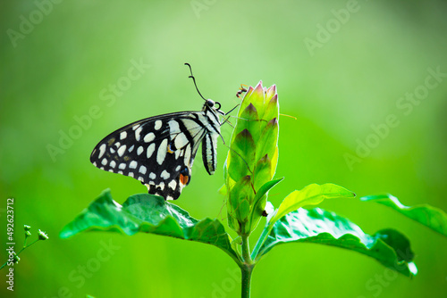 Lemon butterfly, lime swallowtail and chequered swallowtail Butterfly resting on the flower plants photo