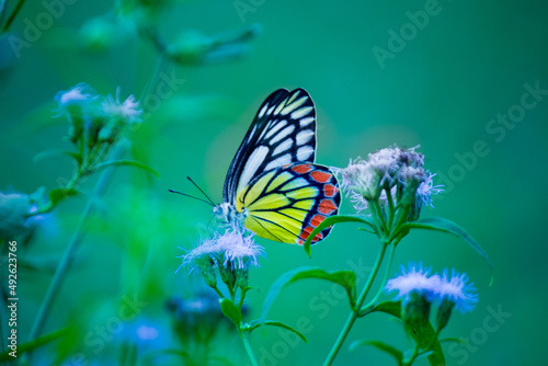 The Indian Jezebel butterfly or Delias eucharis resting on the flower plants during spring season photo