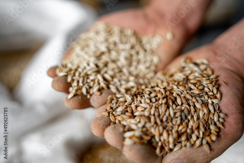 beer production, grain in the hands of a man