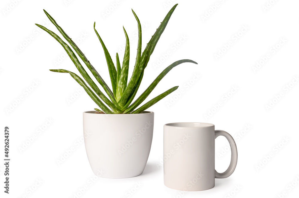 Aloe vera in a pot on a white table. White mug. Place for text, copy space, layout.