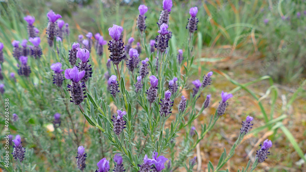 Fototapeta premium Lavanda selvatica