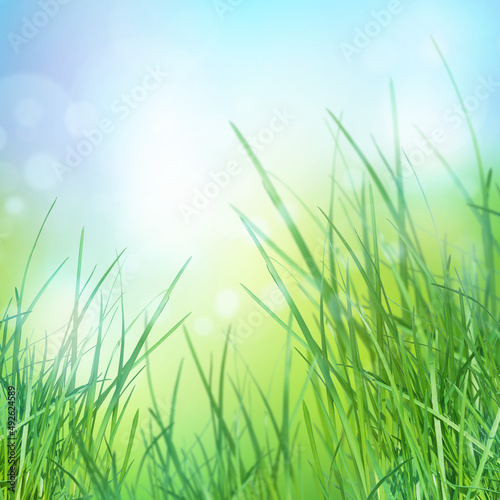 Summer grass background, summer grass field, bright green grass on the summer lawn lit by shining sunbeams. Summer grass