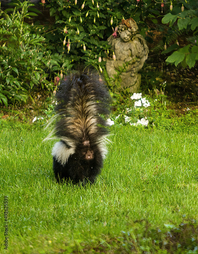 Rear view of a skunk getting ready to spray. Watch out!