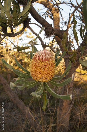 Banksia Flaschenbürsten banksia in Western Australien.
