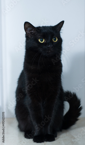 black cat on a white background with big yellow eyes very beautiful cat