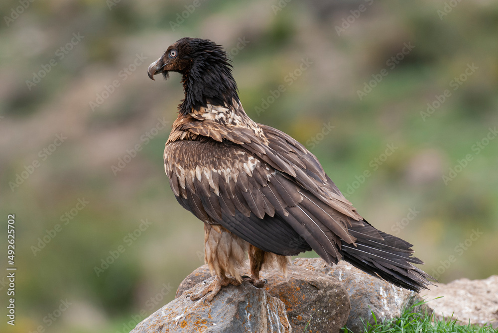 Fototapeta premium Gypaète barbu, .Gypaetus barbatus, Bearded Vulture