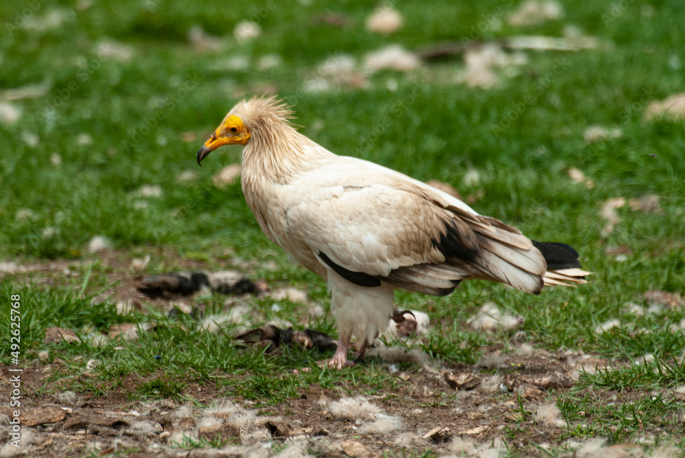 Vautour percnoptère , Percnoptère d'Égypte,.Neophron percnopterus, Egyptian Vulture Vautour percnoptère , Percnoptère d'Égypte,.Neophron percnopterus, Egyptian Vulture