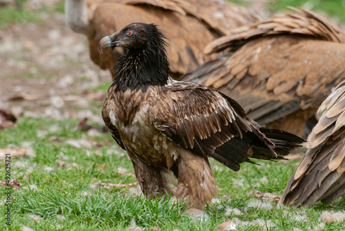 Gypa  te barbu  .Gypaetus barbatus  Bearded Vulture