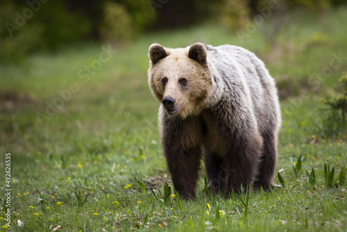 Happy brown bear, ursus arctos, watching in green nature with blurred background and space for copy. Massive mammal approaching from front view on a meadow with blooming flowers.