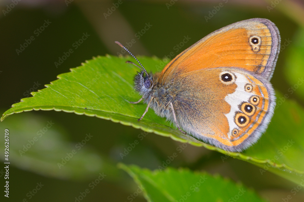 Butterfly small heath, Coenonympha pamphilus, sitting on a green leaf