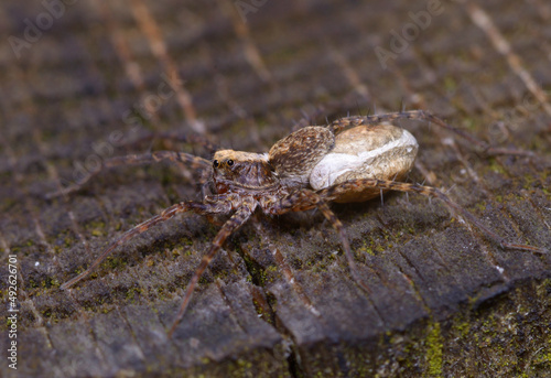 Small brown spider guarding its cocoon, on a trunk tree