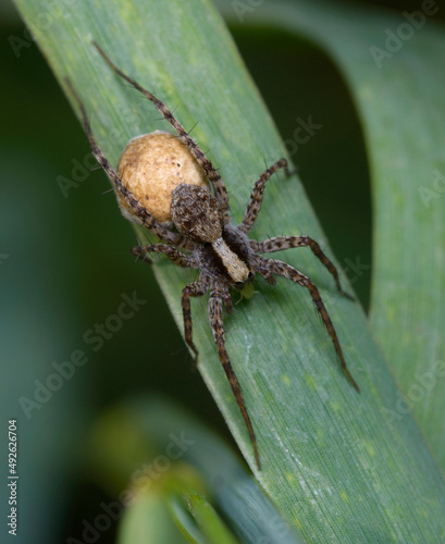 Small brown spider bearing its cocoon eating an aphid