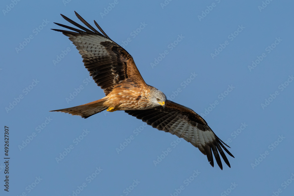 Fototapeta premium Red kite, milvus milvus, flying on clear sky with spread wings in summer. Bird of prey in the air on blue background. Feathered predator moving in wilderness.