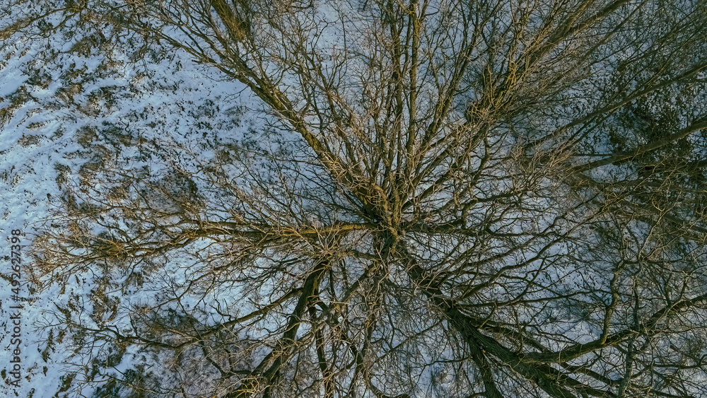 Obraz premium Dusk with the very tops of trees looking down in winter