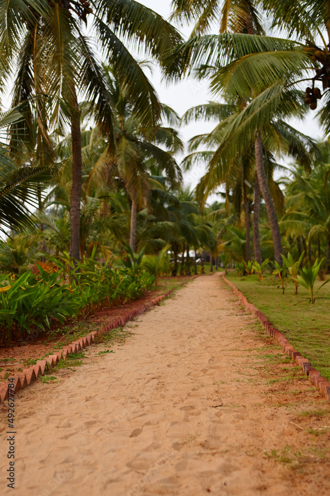 Your tropical getaway is along this path. A sandy path stretching invitingly away from you through tropical palm trees. Your tropical getaway is along this path. A sandy path stretching invitingly away from you through tropical palm trees.