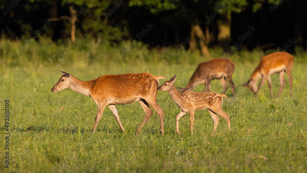 Little group of red deer, cervus elaphus, walking on grassland in summer. Baby mammal following mother on meadow. Hinds pasturing on glade in summertime sunlight