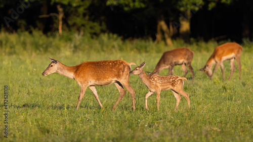 Little group of red deer, cervus elaphus, walking on grassland in summer. Baby mammal following mother on meadow. Hinds pasturing on glade in summertime sunlight
