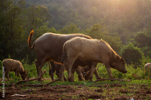 Buffaloes at the meadow in the twilight time.