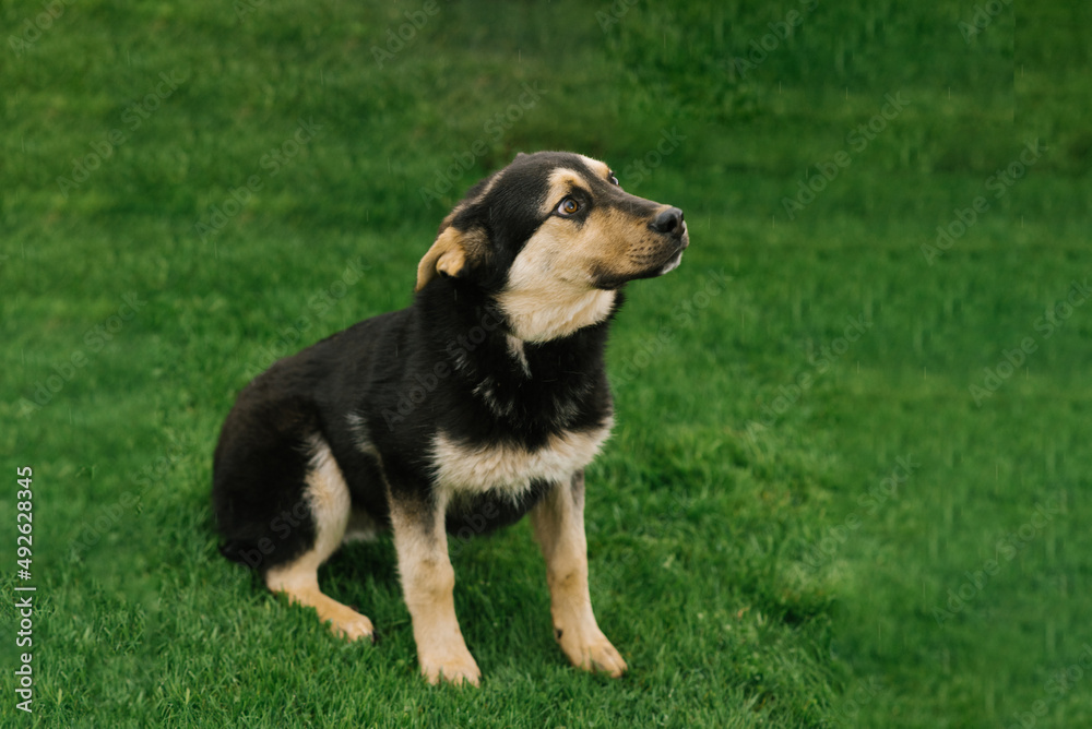 A mongrel adult puppy on a leash walks outdoors A mongrel adult puppy on a leash walks outdoors
