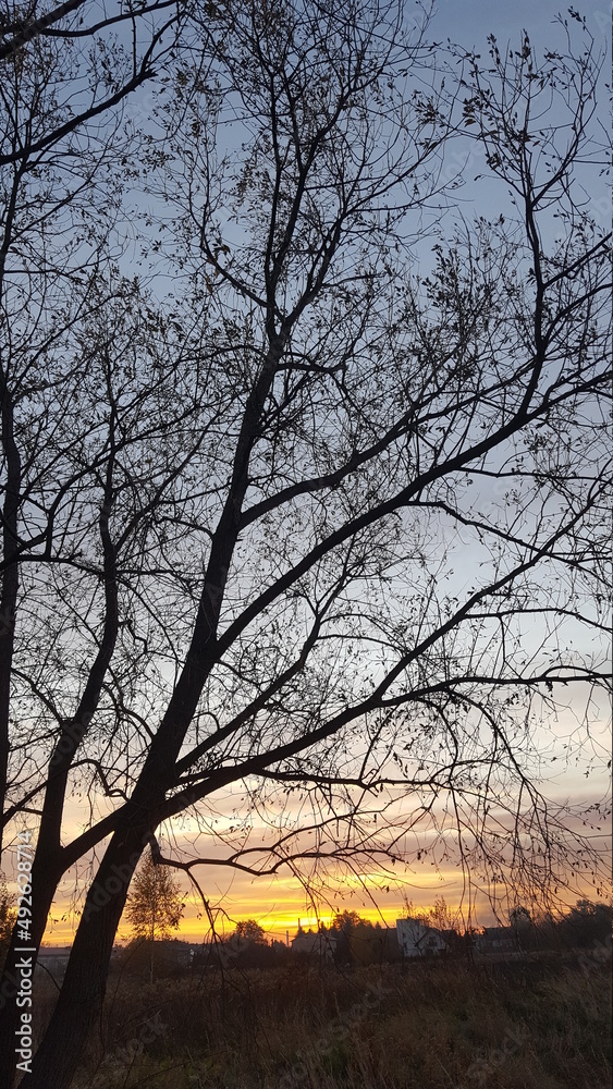 Tree on a sunset background without photo processing. High quality photo Tree on a sunset background without photo processing. High quality photo