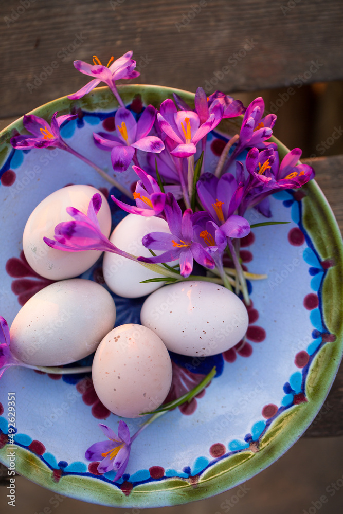 purple crocuses and chicken eggs purple crocuses and chicken eggs