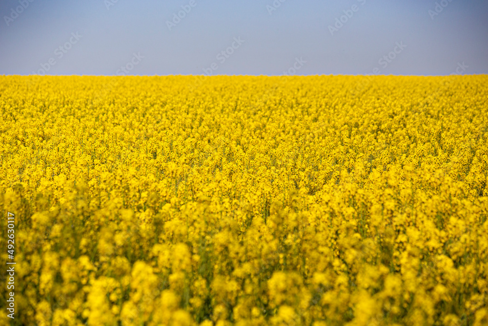 Rapeseed field and blue sky, colors of Ukrainian flag