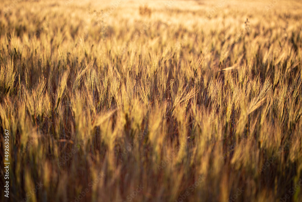 Beautiful sunset in the wheat field, Ukraine rural landscape Beautiful sunset in the wheat field, Ukraine rural landscape