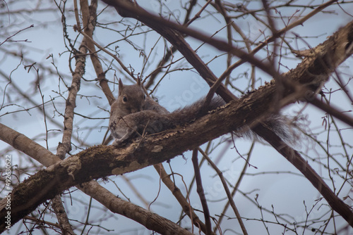 scared squirrel on old tree branch hiding behind tail
