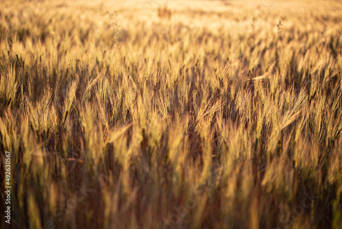 Beautiful sunset in the wheat field  Ukraine rural landscape