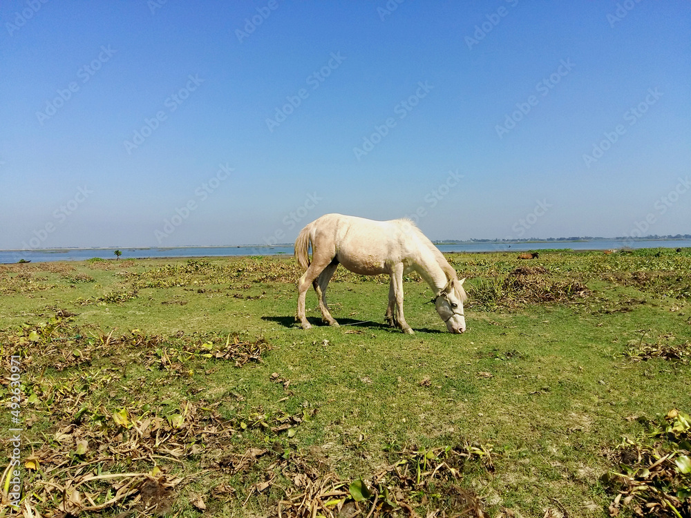 Wild horses graze in the sunlit meadow beautiful weather . Wild horses graze in the sunlit meadow beautiful weather .