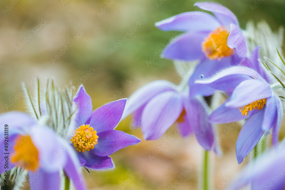Fototapeta premium Beautiful Wild Spring Flowers Pulsatilla Patens. Flowering Blooming Plant In Family Ranunculaceae, Native To Europe, Russia, Mongolia, China, Canada And United States.