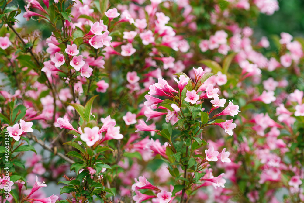 Delicate pink weigela flowers in spring in the garden