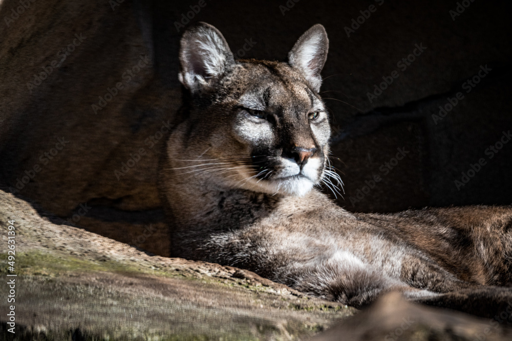 Naklejka premium ein Pumaleben im Zoo am Meer