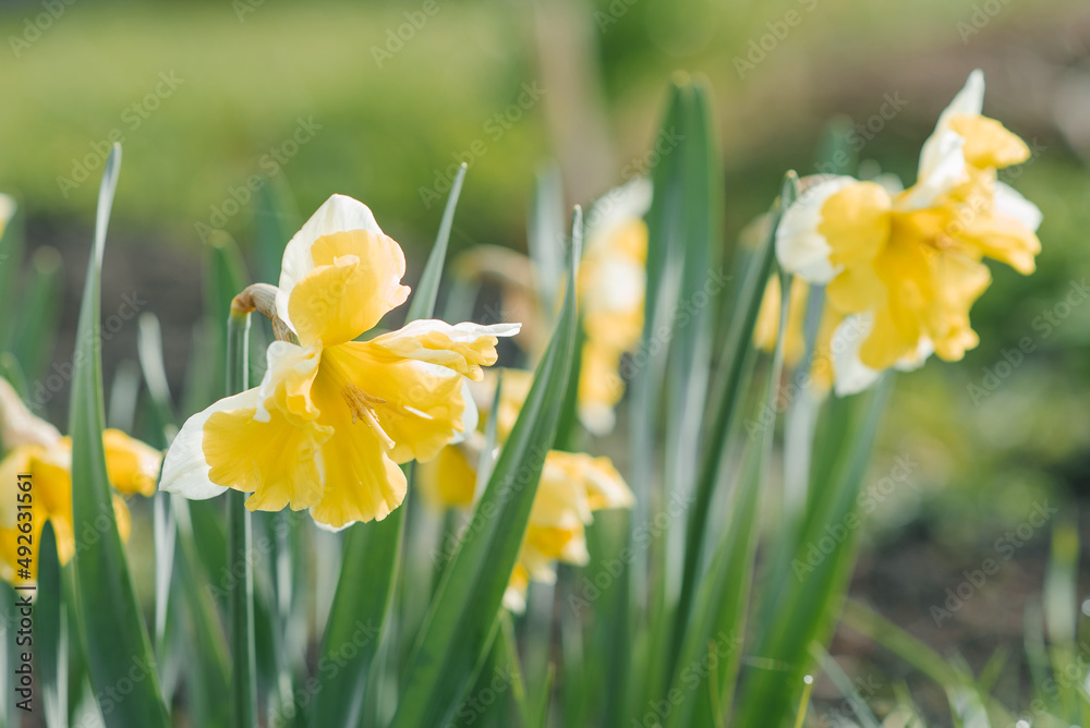Beautiful white and yellow narcissus Split capped blooms in the garden in spring Beautiful white and yellow narcissus Split capped blooms in the garden in spring