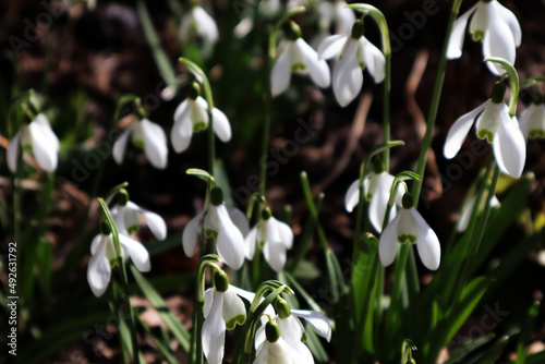 Schneeglöckchen, Frühling, Blüten, Blumen, Garten