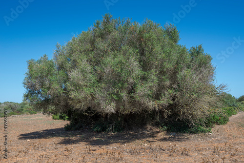 Wild olive tree, Olea europaea var. sylvestris. Photo taken in the municipality of Ciutadella de Menorca, Balearic Islands, Spain photo