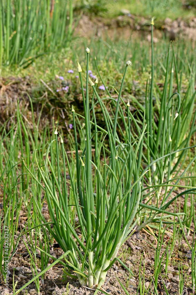closeup the bunch ripe green onion plants with seeds growing in the farm over out of focus green brown background. closeup the bunch ripe green onion plants with seeds growing in the farm over out of focus green brown background.