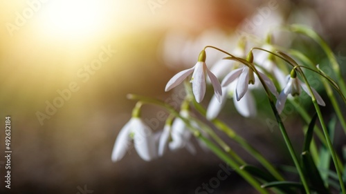 Nice first early spring snowdrop flowers with free space for text, nature awakening