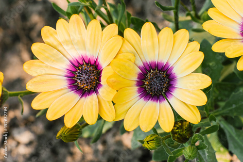 Dimorphotheca ecklonis or Osteospermum or Yellow African Daisy in full bloom