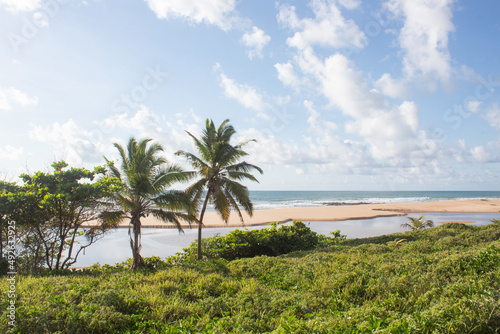 Palm at the beach and river in brazil in a sunny day with some clouds