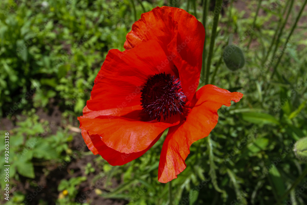 red poppy in the garden in summer 2019 red poppy in the garden in summer 2019