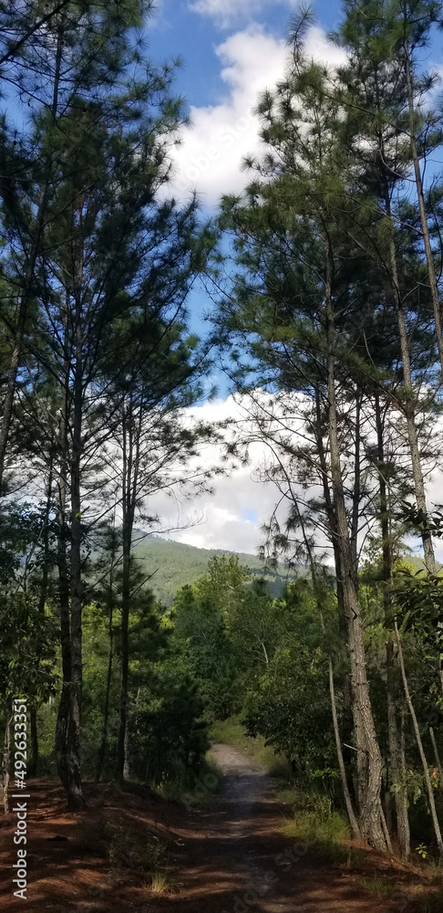 Fototapeta premium Pine trees in the middle of the forest
