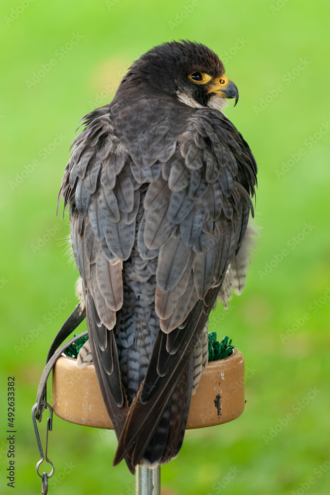 Fototapeta premium The fastest bird in the world