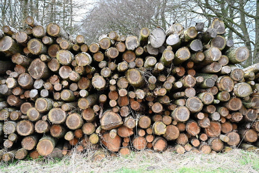 timber cut down and stacked in the forest reddy for transporting to the wood yard,sustainable grown timber. yorkshire . England