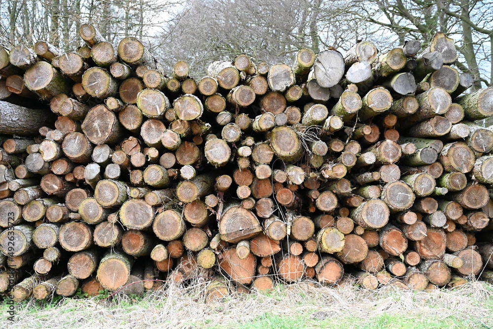 timber cut down and stacked in the forest reddy for transporting to the wood yard,sustainable grown timber. yorkshire . England