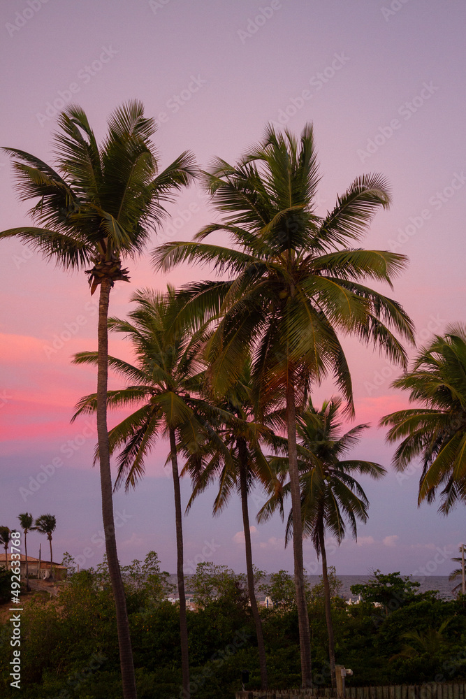 Palms in a purple and pink sunset