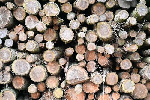 timber cut down and stacked in the forest reddy for transporting to the wood yard sustainable grown timber. yorkshire . England