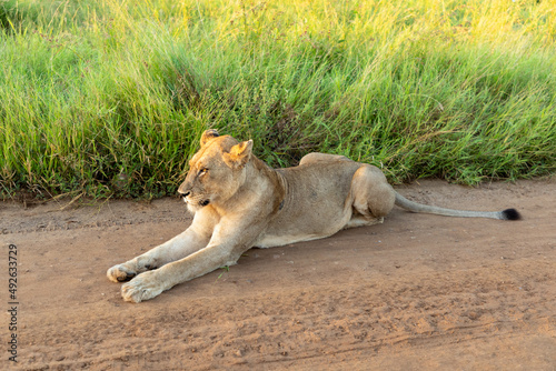 Lioness Lying on a gravel road in the South African bushveld. 